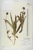 登錄號:S137174藏品圖，第1張