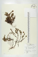 多花杉葉杜藏品圖，第1張