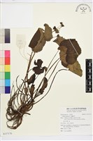 驢蹄草藏品圖，第1張