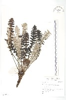 東俄洛風毛菊藏品圖，第1張