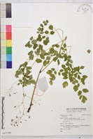 登錄號:S137181藏品圖，第1張