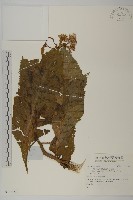 登錄號:S137184藏品圖，第1張