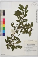 登錄號:S137189藏品圖，第1張