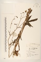 登錄號:S137206藏品圖，第1張