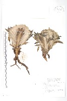 登錄號:S137207藏品圖，第1張