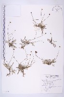 香茹藏品圖，第1張