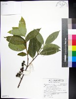 革葉羊角扭、細脈榖木藏品圖，第1張