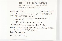 細葉假黃鵪菜藏品圖，第2張