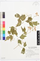 串鼻龍藏品圖，第1張