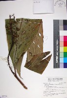 蘭嶼法氏薑藏品圖，第1張