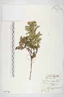 台灣澤蘭藏品圖，第1張