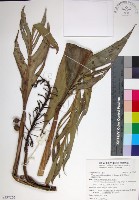 蘭嶼法氏薑藏品圖，第1張