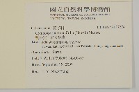 刺裸實、變葉裸實藏品圖，第2張