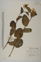 登錄號:S137278藏品圖，第1張