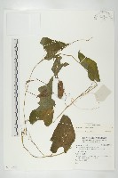 登錄號:S137281藏品圖，第1張