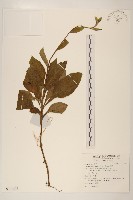 大丁草藏品圖，第1張