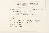 大丁草藏品圖，第2張