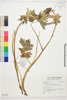 登錄號:S137297藏品圖，第1張