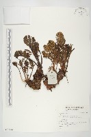 登錄號:S137298藏品圖，第1張