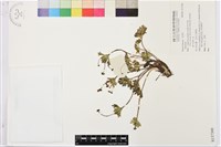 登錄號:S137300藏品圖，第1張