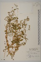 登錄號:S137302藏品圖，第1張