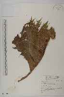 登錄號:S137308藏品圖，第1張