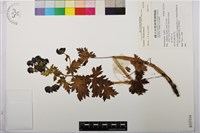 登錄號:S137316藏品圖，第1張