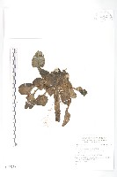 登錄號:S137318藏品圖，第1張