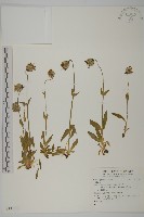 登錄號:S137321藏品圖，第1張