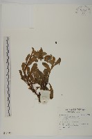 登錄號:S137324藏品圖，第1張