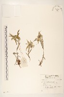 登錄號:S137329藏品圖，第1張