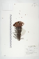 登錄號:S137331藏品圖，第1張