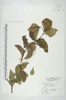 毛棶藏品圖，第1張