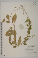 登錄號:S137347藏品圖，第1張