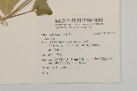 登錄號:S137347藏品圖，第2張