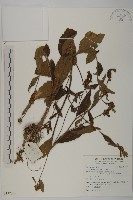 杓兒菜藏品圖，第1張