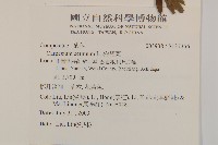 杓兒菜藏品圖，第2張