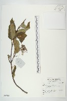 登錄號:S137360藏品圖，第1張