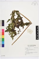 登錄號:S137364藏品圖，第1張