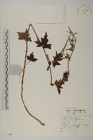 登錄號:S137365藏品圖，第1張