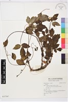 登錄號:S137367藏品圖，第1張