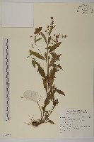 登錄號:S137376藏品圖，第1張