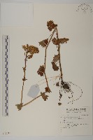 登錄號:S137377藏品圖，第1張