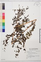 登錄號:S137378藏品圖，第1張