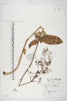 輪葉景天藏品圖，第1張