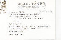 輪葉景天藏品圖，第2張