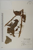 登錄號:S137381藏品圖，第1張