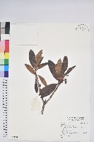 登錄號:S137389藏品圖，第1張