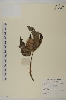 登錄號:S137396藏品圖，第1張