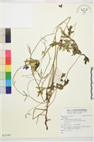 登錄號:S137407藏品圖，第1張